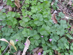 Oxalis articulata rubra