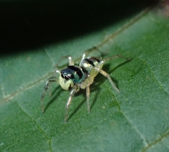 Phintella vittata