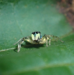 Phintella vittata