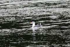 Larus michahellis atlantis
