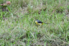 Motacilla cinerea patriciae
