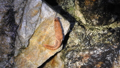 Helicarionoidea