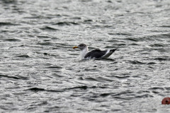 Larus michahellis atlantis