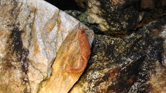 Helicarionoidea
