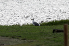 Larus michahellis atlantis