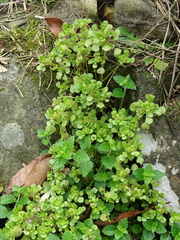 Pilea peploides major