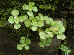 Pilea peploides major