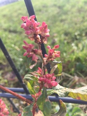 Persicaria maculosa