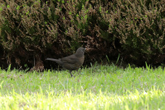 Turdus merula azorensis