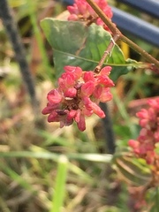 Persicaria maculosa