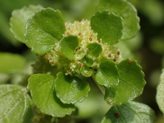 Pilea peploides major