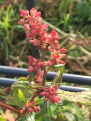 Persicaria maculosa