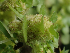 Pilea peploides major