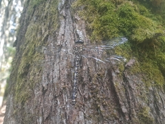 Austroaeschna tasmanica