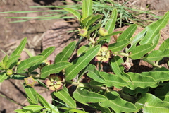Pachycarpus concolor concolor