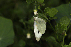 Pieris brassicae azorensis
