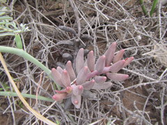 Adromischus filicaulis