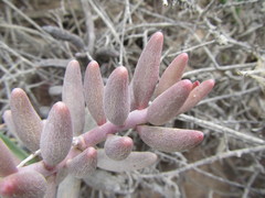 Adromischus filicaulis