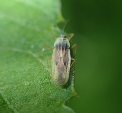 Tingidae