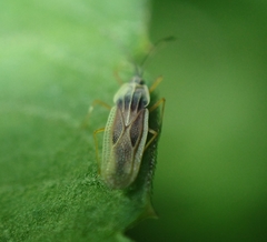 Tingidae