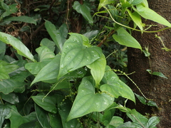 Dioscorea collettii