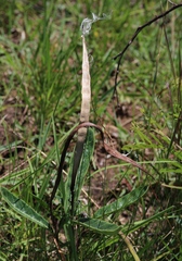 Raphionacme galpinii