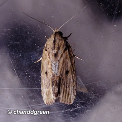 Etanna breviuscula