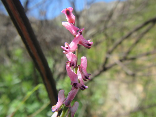 Image of Discocapnos mundtii by (c) douglaseustonbrown, some rights reserved (CC BY-SA)