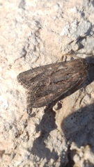 Agrotis pierreti