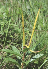 Raphionacme galpinii