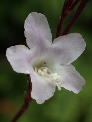 Staurogyne concinnula