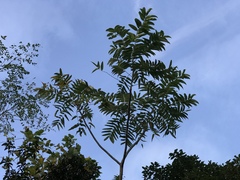 Zanthoxylum ailanthoides ailanthoides