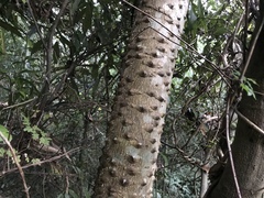 Zanthoxylum ailanthoides ailanthoides