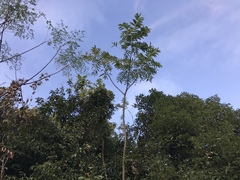 Zanthoxylum ailanthoides ailanthoides