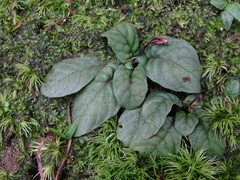 Staurogyne concinnula