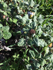 Eriogonum latifolium