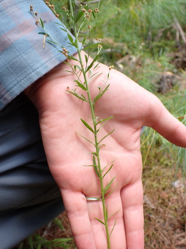 narrowleaf pinweed (Lechea intermedia)