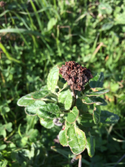 Eriogonum latifolium