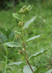 Raphionacme lucens