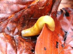 Malacolimax