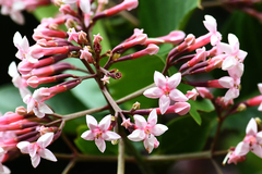 Macrocnemum roseum