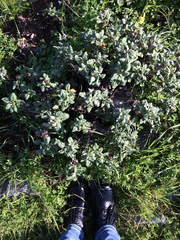 Eriogonum latifolium
