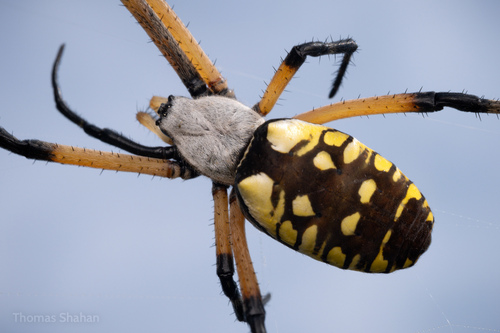 Yellow Garden Spider, Oklahoma, US, photo 9 of 10