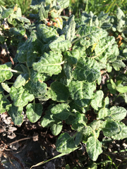 Eriogonum latifolium