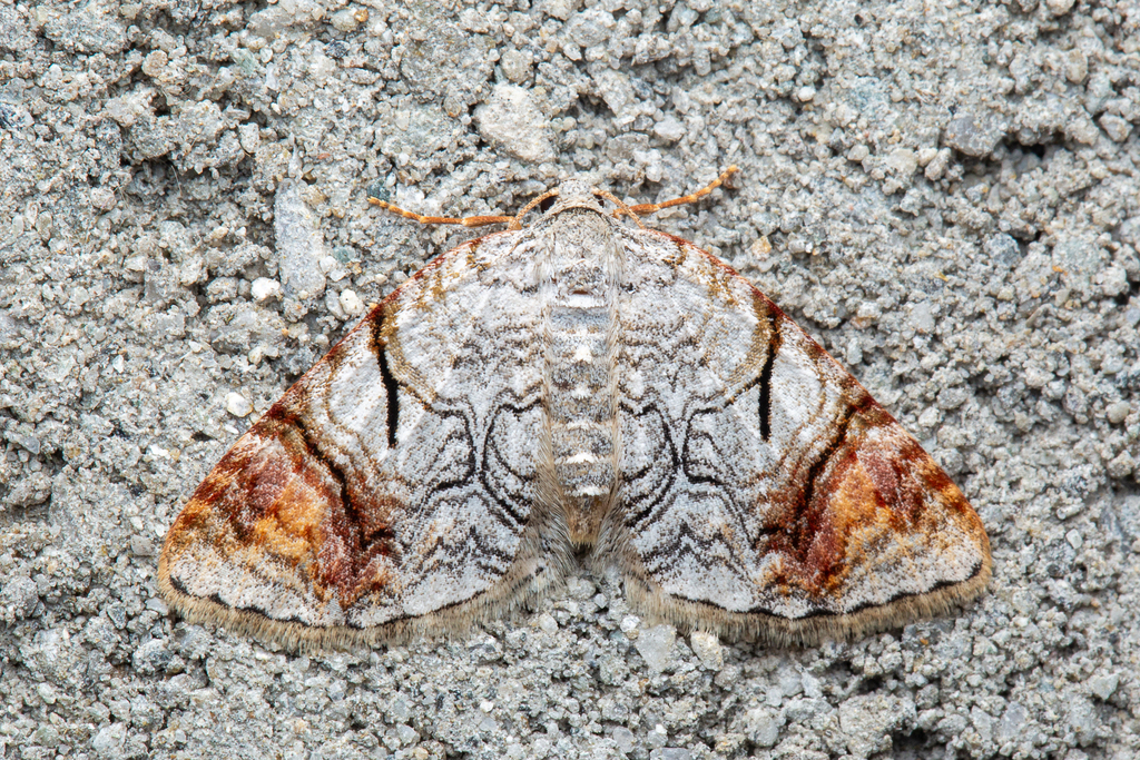 Venusia obliquisigna