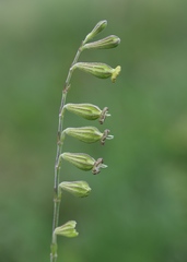 Silene burchellii multiflora