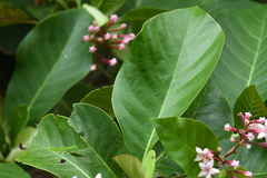 Macrocnemum roseum