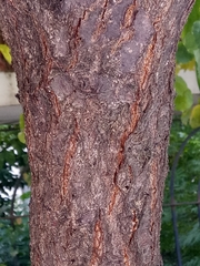 Image of Prunus armeniaca