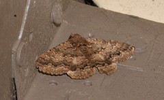 Eudesmeola lawsoni