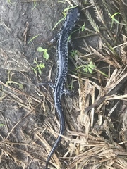Plethodon variolatus